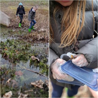 Buiten zijn dát is wat we belangrijk vinden bij PUUR Kinderopvang. We trekken met regelmaat de laarzen aan om op pad te gaan. Zo gingen we laatst met een aantal BSO'ers richting het bos. Het plan was om lekker door de sloot te banjeren en slakken te zoeken, maar we ontdekten hele andere dieren. Pissebedden, regenwormen en zelfs een salamander! En zo verliep de rest van de middag: ''Wat voor soort is dit?'', ''Mogen we dit op Google opzoeken?'' Heerlijk toch, deze nieuwsgierigheid en enthousiasme? Alles willen weten over wat ze zelf ontdekt hebben. Ondertussen wordt het opgezocht op Google: een alpenwatersalamander (Ichthyosaura alpestris). Deze kleurrijke soort leeft van kleine waterdiertjes en is een deel van het jaar op het land aanwezig. Hij is overwegend donkergrijs en heeft een oranje buik zonder vlekken. ''Oh, dan moeten we zorgen voor een fijn plekje met water, kom we gaan terug naar de sloot om water te halen.'' Heerlijk toch!
#buitenzijn #puurkinderopvang #kinderopvang #bso #galder
